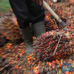 Duh...Apes! Harga CPO Pekan Ini Melorot Jadi RM 3.288/ton