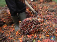 Harga CPO Terendah Dalam 3 Tahun, Saham Emiten Sawit Rontok