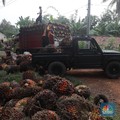 Harga Tender CPO Domestik Terjun Bebas