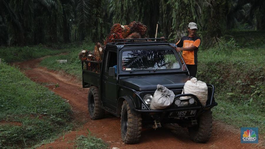 Panen tandan buah segar kelapa sawit di kebun Cimulang, Candali, Bogor, Jawa Barat. Kamis (13/9). Kebun Kelapa Sawit di Kawasan ini memiliki luas 1013 hektare dari Puluhan Blok perkebunan. Setiap harinya dari pagi hingga siang para pekerja panen tandan dari satu blok perkebunan. Siang hari Puluhan ton kelapa sawit ini diangkut dipabrik dikawasan Cimulang. Menurut data Kementeria Pertanian, secara nasional terdapat 14,03 juta hektare lahan sawit di Indonesia, dengan luasan sawit rakyat 5,61 juta hektare. Minyak kelapa sawit (CPO) masih menjadi komoditas ekspor terbesar Indonesia dengan volume ekspor 2017 sebesar 33,52 juta ton.