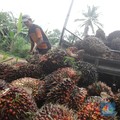 4 Hari Melemah, Harga CPO Mulai Naik Kembali