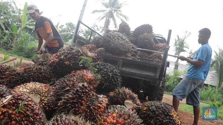 Melihat Panen Kelapa Sawit di Perkebunan Cimulang Bogor Panen tandan buah segar kelapa sawit di kebun Cimulang, Candali, Bogor, Jawa Barat. Kamis (13/9). Kebun Kelapa Sawit di Kawasan ini memiliki luas 1013 hektare dari Puluhan Blok perkebunan. Setiap harinya dari pagi hingga siang para pekerja panen tandan dari satu blok perkebunan. Siang hari Puluhan ton kelapa sawit ini diangkut dipabrik dikawasan Cimulang. Menurut data Kementeria Pertanian, secara nasional terdapat 14,03 juta hektare lahan sawit di Indonesia, dengan luasan sawit rakyat 5,61 juta hektare. Minyak kelapa sawit (CPO) masih menjadi komoditas ekspor terbesar Indonesia dengan volume ekspor 2017 sebesar 33,52 juta ton. (CNBC Indonesia/Muhammad Sabki)