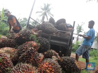 Harga Sawit Sepekan Naik 12% Didorong Harga Minyak Mentah