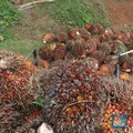 Mulai Melemah, Harga CPO Hentikan Reli 3 Hari Beruntun