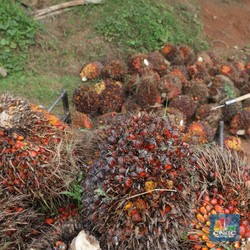 Mulai Melemah, Harga CPO Hentikan Reli 3 Hari Beruntun