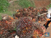Ternyata Ini Penguasa Sawit di RI, Ngefek ke Minyak Goreng!
