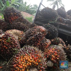 Mumpung Ada Celah Ini, Vietnam Diam-diam Rebut Pasar CPO RI di India