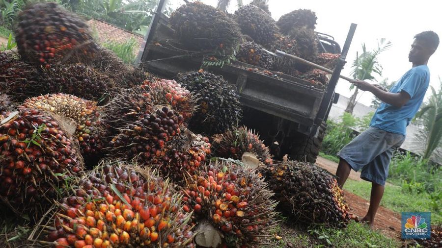 Panen tandan buah segar kelapa sawit di kebun Cimulang, Candali, Bogor, Jawa Barat. Kamis (13/9). Kebun Kelapa Sawit di Kawasan ini memiliki luas 1013 hektare dari Puluhan Blok perkebunan. Setiap harinya dari pagi hingga siang para pekerja panen tandan dari satu blok perkebunan. Siang hari Puluhan ton kelapa sawit ini diangkut dipabrik dikawasan Cimulang. Menurut data Kementeria Pertanian, secara nasional terdapat 14,03 juta hektare lahan sawit di Indonesia, dengan luasan sawit rakyat 5,61 juta hektare. Minyak kelapa sawit (CPO) masih menjadi komoditas ekspor terbesar Indonesia dengan volume ekspor 2017 sebesar 33,52 juta ton. (CNBC Indonesia/Muhammad Sabki)