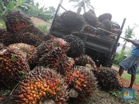 Pengusaha Balas Dendam, Ternyata Picu Sawit Drop