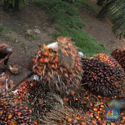Ada Aturan Baru bagi Perusahaan Sawit, Berlaku 3 Juli 2023