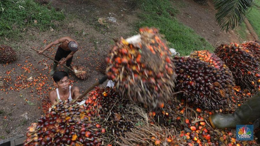 Panen tandan buah segar kelapa sawit di kebun Cimulang, Candali, Bogor, Jawa Barat. Kamis (13/9). Kebun Kelapa Sawit di Kawasan ini memiliki luas 1013 hektare dari Puluhan Blok perkebunan. Setiap harinya dari pagi hingga siang para pekerja panen tandan dari satu blok perkebunan. Siang hari Puluhan ton kelapa sawit ini diangkut dipabrik dikawasan Cimulang. Menurut data Kementeria Pertanian, secara nasional terdapat 14,03 juta hektare lahan sawit di Indonesia, dengan luasan sawit rakyat 5,61 juta hektare. Minyak kelapa sawit (CPO) masih menjadi komoditas ekspor terbesar Indonesia dengan volume ekspor 2017 sebesar 33,52 juta ton.