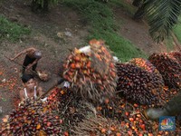 Pengusaha Sawit Bingung Aturan 20% Lahan untuk Kebun Rakyat