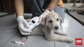 Petugas KPKP DKI Jakarta memindai anjing yang telah ditanami microchip di rumah warga yang berada di kawasan Jakarta Pusat, Rabu (13/9). (CNN Indonesia/ Hesti Rika)