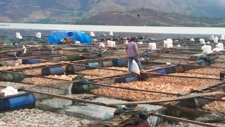 Ribuan ikan mati di Danau Toba.