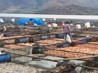 Terungkap! Penyebab Kematian Massal Ribuan Ikan di Danau Toba