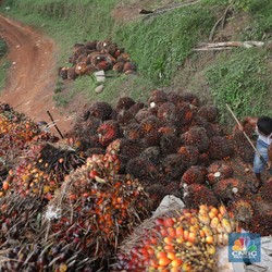 Pengusaha Sawit Tuding Eropa Tak Mau Biodiesel RI Berkembang