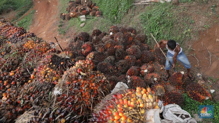 Pada perdagangan hari ini Selasa (11/12/2018), harga CPO kontrak Februari 2019 di Bursa Malaysia turun 1,08% ke MYR 2.020/ton, hingga pukul 14.18 WIB.