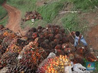 Pengusaha Sawit Tuding Eropa Tak Mau Biodiesel RI Berkembang