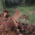 Harga Minyak Kedelai Selamatkan Harga CPO