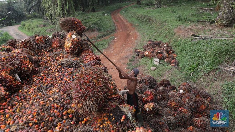 Panen tandan buah segar kelapa sawit di kebun Cimulang, Candali, Bogor, Jawa Barat. Kamis (13/9). Kebun Kelapa Sawit di Kawasan ini memiliki luas 1013 hektare dari Puluhan Blok perkebunan. Setiap harinya dari pagi hingga siang para pekerja panen tandan dari satu blok perkebunan. Siang hari Puluhan ton kelapa sawit ini diangkut dipabrik dikawasan Cimulang. Menurut data Kementeria Pertanian, secara nasional terdapat 14,03 juta hektare lahan sawit di Indonesia, dengan luasan sawit rakyat 5,61 juta hektare. Minyak kelapa sawit (CPO) masih menjadi komoditas ekspor terbesar Indonesia dengan volume ekspor 2017 sebesar 33,52 juta ton.