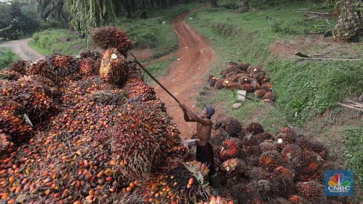 Salah satu penyebabnya adalah harga pasar minyak sawit mentah (crude palm oil/CPO) yang terus mengalami penurunan.