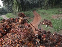 AS-China Perang Dagang, Harga CPO Kembali Merosot