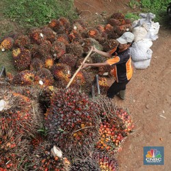 UU Eropa Bikin Petani RI Susah, Urus Sertifikat Puluhan Juta