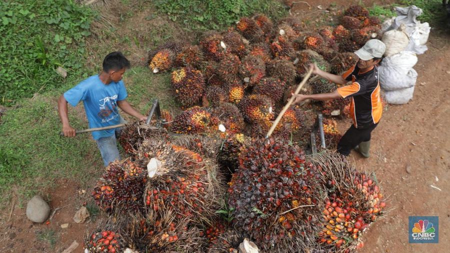 Melihat Panen Kelapa Sawit di Perkebunan Cimulang Bogor
