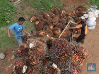 Pakai Cara Ini Eropa Terang-terangan Bunuh Petani Sawit RI