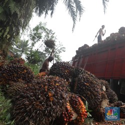 Harga CPO Meroket, Batu Bara Masih Hancur Lebur!