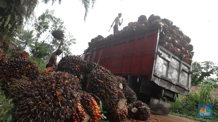 Panen tandan buah segar kelapa sawit di kebun Cimulang, Candali, Bogor, Jawa Barat. Kamis (13/9). Kebun Kelapa Sawit di Kawasan ini memiliki luas 1013 hektare dari Puluhan Blok perkebunan. Setiap harinya dari pagi hingga siang para pekerja panen tandan dari satu blok perkebunan. Siang hari Puluhan ton kelapa sawit ini diangkut dipabrik dikawasan Cimulang. Menurut data Kementeria Pertanian, secara nasional terdapat 14,03 juta hektare lahan sawit di Indonesia, dengan luasan sawit rakyat 5,61 juta hektare. Minyak kelapa sawit (CPO) masih menjadi komoditas ekspor terbesar Indonesia dengan volume ekspor 2017 sebesar 33,52 juta ton.