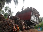 Bos Sawit Siap-siap Nih... Harga CPO Ambrol Lagi