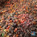 Emiten Sawit Felda Diboikot di AS, Saham BWPT Malah Terbang!