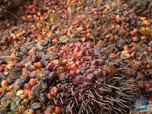 Inpres Moratorium Angkat Harga Saham Emiten Sawit