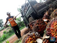Pasokan RI dan Malaysia Mandek, Era Minyak Sawit Murah Berakhir?