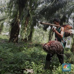 Cegah Kebocoran Pajak di Sektor Sawit, Prabowo Optimalkan Simbara