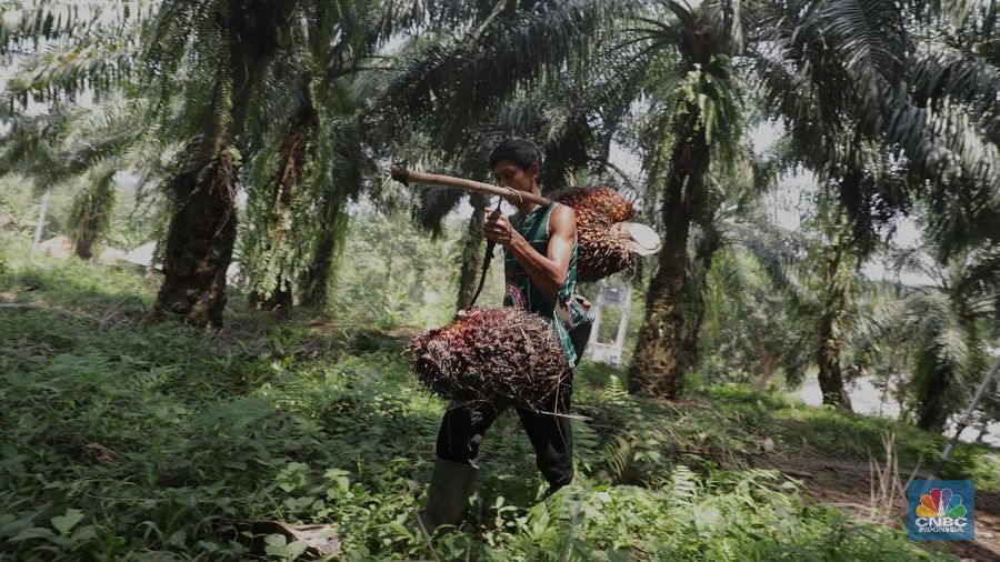 Panen tandan buah segar kelapa sawit di kebun Cimulang, Candali, Bogor, Jawa Barat. Kamis (13/9). Kebun Kelapa Sawit di Kawasan ini memiliki luas 1013 hektare dari Puluhan Blok perkebunan. Setiap harinya dari pagi hingga siang para pekerja panen tandan dari satu blok perkebunan. Siang hari Puluhan ton kelapa sawit ini diangkut dipabrik dikawasan Cimulang. Menurut data Kementeria Pertanian, secara nasional terdapat 14,03 juta hektare lahan sawit di Indonesia, dengan luasan sawit rakyat 5,61 juta hektare. Minyak kelapa sawit (CPO) masih menjadi komoditas ekspor terbesar Indonesia dengan volume ekspor 2017 sebesar 33,52 juta ton. (վ/Muhammad Sabki)