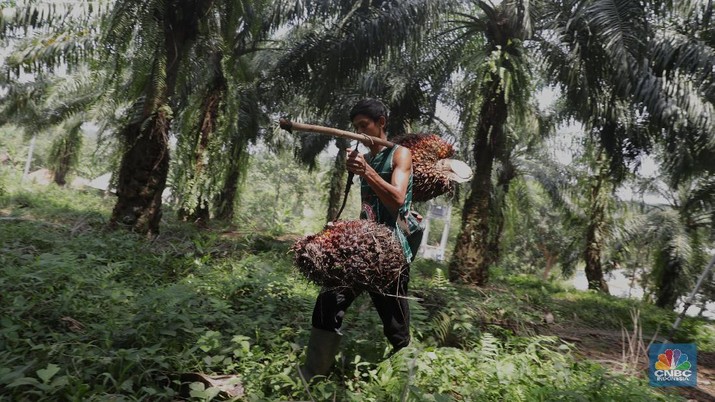 Panen tandan buah segar kelapa sawit di kebun Cimulang, Candali, Bogor, Jawa Barat. Kamis (13/9). Kebun Kelapa Sawit di Kawasan ini memiliki luas 1013 hektare dari Puluhan Blok perkebunan. Setiap harinya dari pagi hingga siang para pekerja panen tandan dari satu blok perkebunan. Siang hari Puluhan ton kelapa sawit ini diangkut dipabrik dikawasan Cimulang. Menurut data Kementeria Pertanian, secara nasional terdapat 14,03 juta hektare lahan sawit di Indonesia, dengan luasan sawit rakyat 5,61 juta hektare. Minyak kelapa sawit (CPO) masih menjadi komoditas ekspor terbesar Indonesia dengan volume ekspor 2017 sebesar 33,52 juta ton. (CNBC Indonesia/Muhammad Sabki)