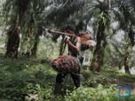 SMAR & AALI Jadi Jawara Pencetak Cuan Emiten CPO