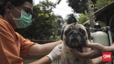 Pemasangan microchip ini dilakukan untuk mempermudah perekaman kesehatan hewan dan pelacakan hewan yang hilang. (CNN Indonesia/ Hesti Rika)