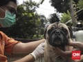 FOTO: Pemasangan Microchip pada Anjing untuk Deteksi Rabies
