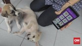 Pemilik menunjukan aplikasi SiRaja usai anjingnya dipasangi microchip. SiRaja merupakan aplikasi berbasis android dan situs yang berfungsi sebagai alat/media untuk menyelaraskan data pengendalian rabies di DKI Jakarta. (CNN Indonesia/ Hesti Rika)