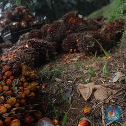 Ekspor Lebih Tinggi, Harga CPO Terbang Pekan Ini