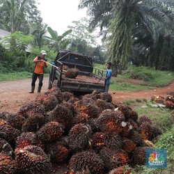 Harga Sawit Mulai Kalah Saing, Celengan Uang Sawit RI Terancam Tiris