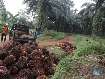 Ada Udang di Balik Batu Eropa Ganggu Sawit RI