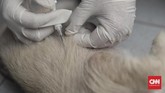 Petugas KPKP DKI Jakarta menyuntikan microchip ke tubuh anjing di rumah warga yang berada di kawasan Jakarta Pusat, Rabu (13/9). Microchip sendiri berukuran sebesar biji beras yang ditanam di bawah kulit anjing. (CNN Indonesia/ Hesti Rika)