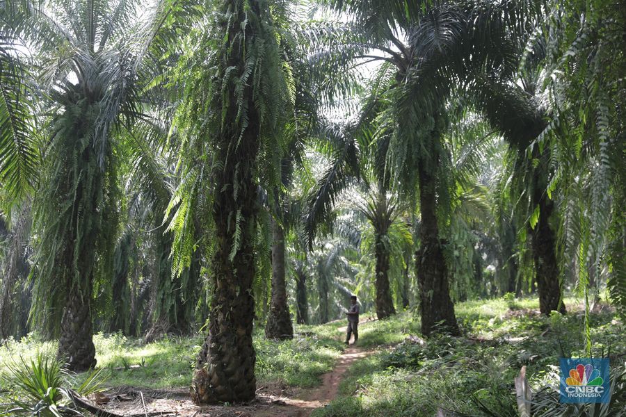 Besarnya Peran Industri Minyak Kelapa Sawit RI