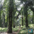 Gilaran UNSP Konversi Utang Rp 6,49 T Jadi Saham