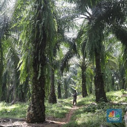 Harga CPO Naik Terus, Saham AALI - DSNG Dapat Berkah!