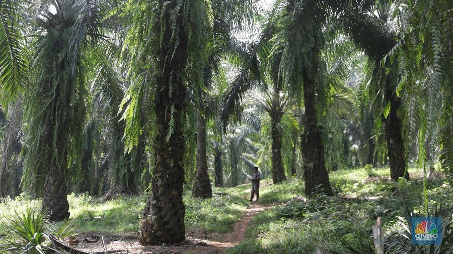 Pemerintah akan memberikan bantuan peremajaan sawit pada petani mandiri dan plasma.